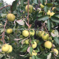 NingXia Fresh New Super Grade Organic Golden Delicious